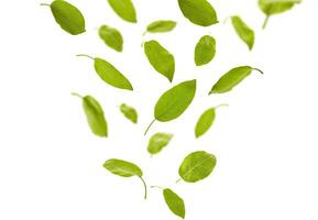faller ner grön löv av plommon träd eller te, isolerat på vit bakgrund. lövverk levitation begrepp. stänga upp, kopia Plats foto