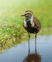 svarthårig pipare vanellus vanellus foto