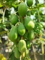 papaya är en utsökt och mycket välgörande frukt för hälsa. papaya är ett huvud av många frukt i villkor av näringsämnen. den har läkning egenskaper för många sjukdomar. papaya kan vara uppäten både rå och mogen. foto