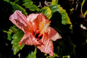 en rosa hibiskus blomma är växande på en buske foto