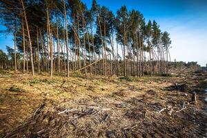 förstörd skog som ett effekt av stark storm foto