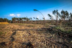 förstörd skog som ett effekt av stark storm foto