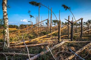 förstörd skog som ett effekt av stark storm foto