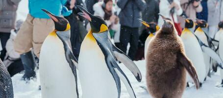 kung pingvin parad gående på snö på asahiyama Zoo i vinter- säsong. landmärke och populär för turister attraktioner i asahikawa, Hokkaido, japan. resa och semester begrepp foto