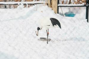 flamingo på asahiyama Zoo i vinter- säsong. landmärke och populär för turister attraktioner i asahikawa, Hokkaido, japan. resa och semester begrepp foto