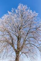 frysta träd på vinter- fält och blå himmel foto