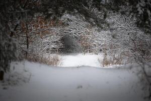 skön vinter- skog och de väg foto