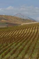 vingård på mild backe i etna område, sicilien foto