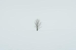 ensam träd med snö i vinter- säsong på biei patchwork väg landmärke och populär för attraktioner i Hokkaido, japan. resa och semester begrepp foto