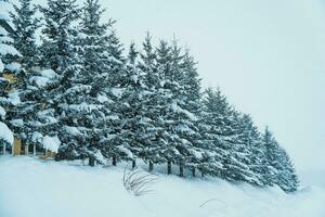 jul träd med snö i vinter- säsong på biei patchwork väg landmärke och populär för attraktioner i Hokkaido, japan. resa och semester begrepp foto