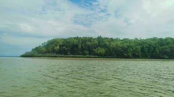mangrove skogar är belägen på de havsstrand foto