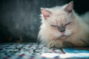 vit persisk katt liggande på golv och se på kamera, sällskapsdjur och djur- foto