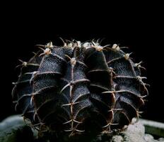 svart Färg Gymnocalycium mihanovichii hybrid kaktus foto