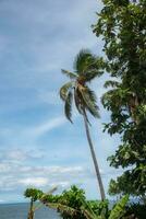 fiji, en Land i de söder Stilla havet, handflatan träd förbi de pir foto