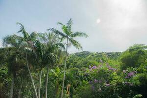 handflatan träd och Övrig växt i tropisk regn skog laautoka, fiji foto