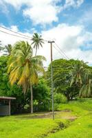 handflatan träd och Övrig växt i tropisk regn skog laautoka, fiji foto
