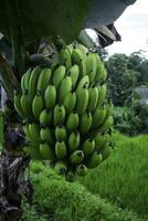 sommar grön bananer med en knippa på en banan träd mitt i en tropisk regn foto