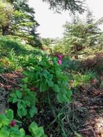 paeonia broteri bland de träd av de rif bergen foto