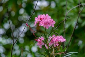 rosa ljuv oleander, reste sig bukt blomning i de trädgård foto