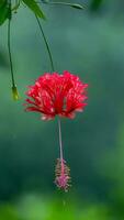 fransad hibiskus blomning i de trädgård foto