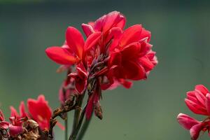 australier arrowrot, ätlig kanna, indisk skott blomning i de trädgård foto