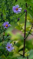 alpina aster, aster alpinus eller blå alpina daisy blomning i de trädgård foto