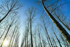 en skog med bar träd mot en blå himmel foto