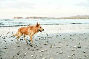 en hund gående på de strand med skal i de sand foto