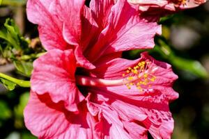 en rosa hibiskus blomma är blomning i de Sol foto