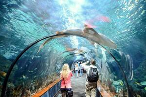 människor gående genom ett akvarium tunnel med en haj foto