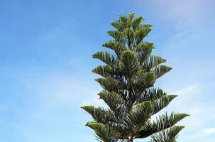 korall rev araucaria eller norfolk ö tall träd på himmel bakgrund. den är ett dekorativ växt, grenad ut in i skikten skön grön löv. mjuk och selektiv fokus. foto