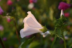 skön ljus blommor av lavatera i de sommar trädgård på solnedgång. lavatera trimestris. saftig malva blommor. foto