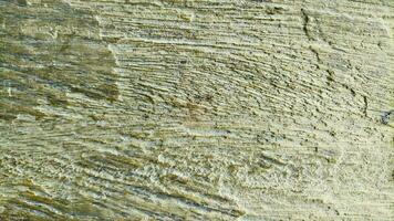 grov torr trä textur. trä textur bakgrund foto