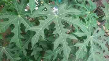 cnidoscolus aconitifolius löv eller chaya eller japansk papaya, en medicinsk ört foto