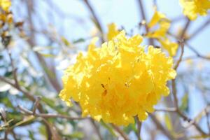 tabebuia rosea eller gyllene trumpet träd eller gyllene fasan träd foto