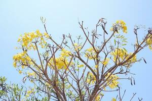 tabebuia rosea eller gyllene trumpet träd eller gyllene fasan träd foto