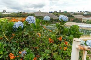 hortensia blommor är blomning i da lat trädgård. detta är en plats till besök ekologisk turist trädgård drar till sig Övrig turism till de highlands vietnam foto