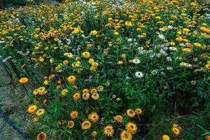 fredlig bakgrund med blomning gul xerochrysum bracteatum trädgård i dalat, vietnam foto