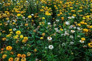 fredlig bakgrund med blomning gul xerochrysum bracteatum trädgård i dalat, vietnam foto