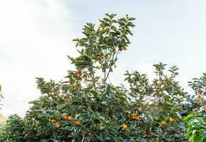 persimon träd färsk frukt den där är mogen hängande på de grenar i växt trädgård. saftig frukt och mogen frukt med persimon träd härlig knaprig saftig ljuv i dalat stad, vietnam foto