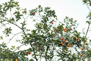 persimon träd färsk frukt den där är mogen hängande på de grenar i växt trädgård. saftig frukt och mogen frukt med persimon träd härlig knaprig saftig ljuv i dalat stad, vietnam foto