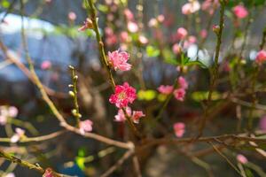 färgrik rosa blommar blomma i små by innan tet festival, vietnam lunar år. se av persika grenar och körsbär blommar med vietnamese mat för tet Semester foto