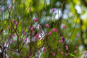 färgrik rosa blommar blomma i små by innan tet festival, vietnam lunar år. se av persika grenar och körsbär blommar med vietnamese mat för tet Semester foto