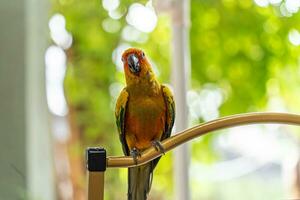 skön färgrik Sol conure papegoja fåglar. aratinga solstitialis - exotisk sällskapsdjur förtjusande. foto