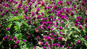 natur lila blommor och blad foto