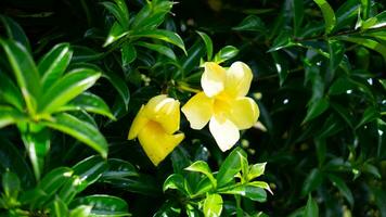 natur gul blomma och blad foto