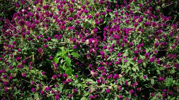 natur lila blommor och blad foto