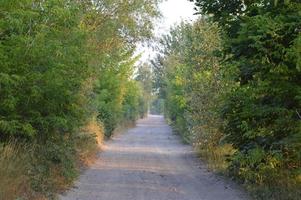 lastbilsspår i skogens landsbygdsväg off road foto