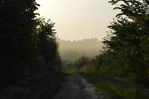 panorama av dimma i skogen ovanför träden foto