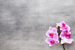 skönhet orkidé på en grå bakgrund. spa -scen. foto